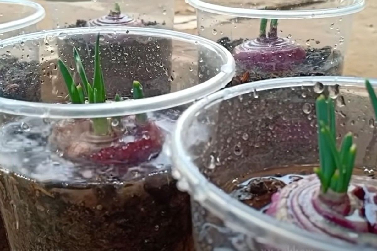 coltivare le cipolle in casa coltivare le cipolle in casa