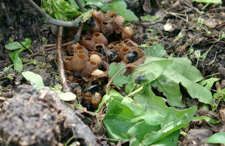 nidi di bombo non rimuoverle Nido di bombo