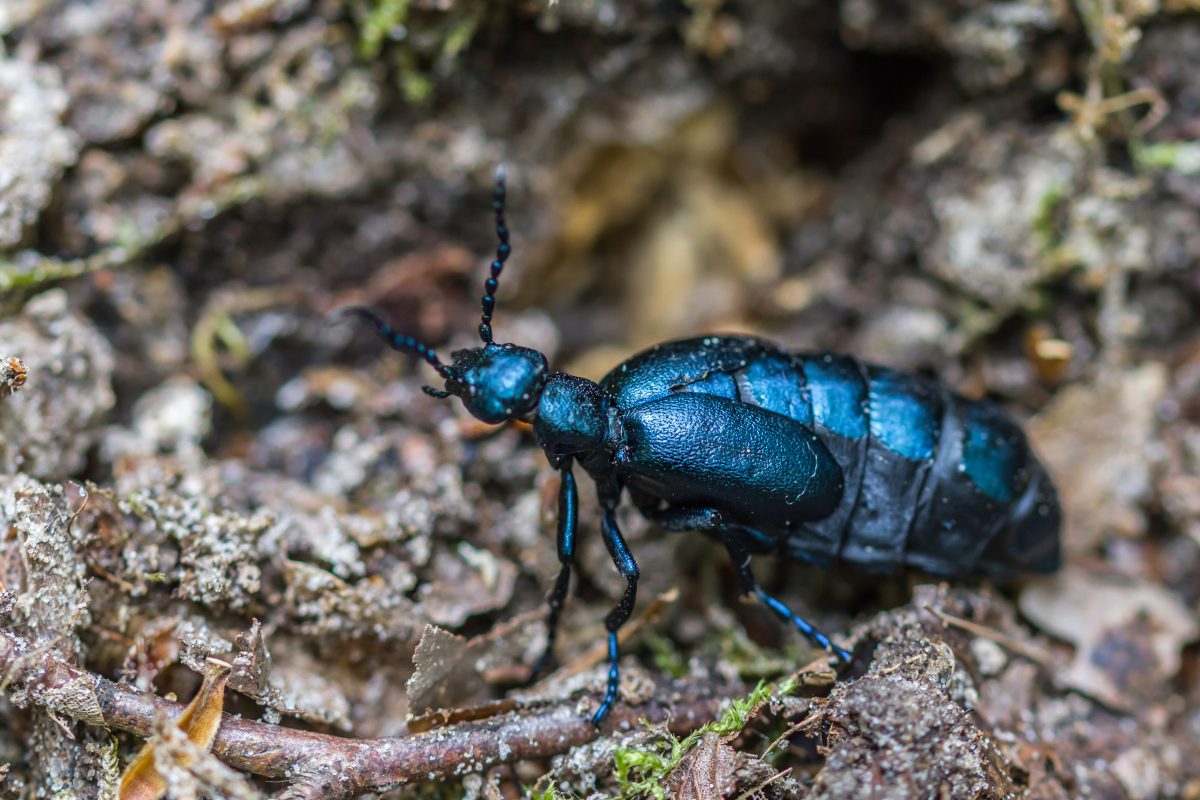 non toccare questo insetto e AdobeStock 376049787