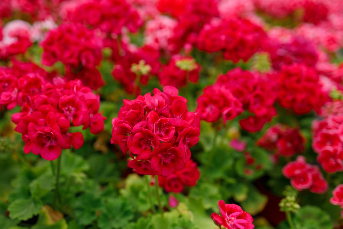 qual e lingrediente da cucina AdobeStock 597748912