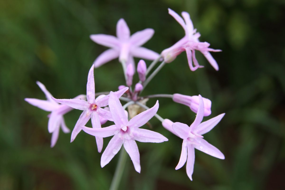 zanzare decorando il balcone con AdobeStock 268026736