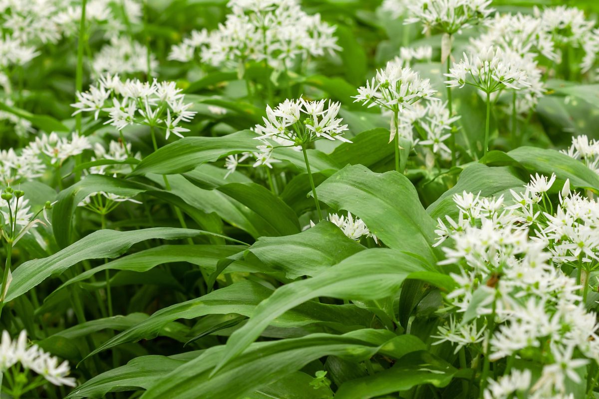 Aglio orsino scaled 1