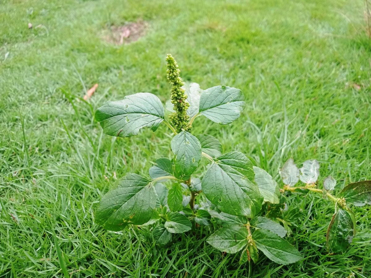 Pm Buon enrico 2 scaled 1