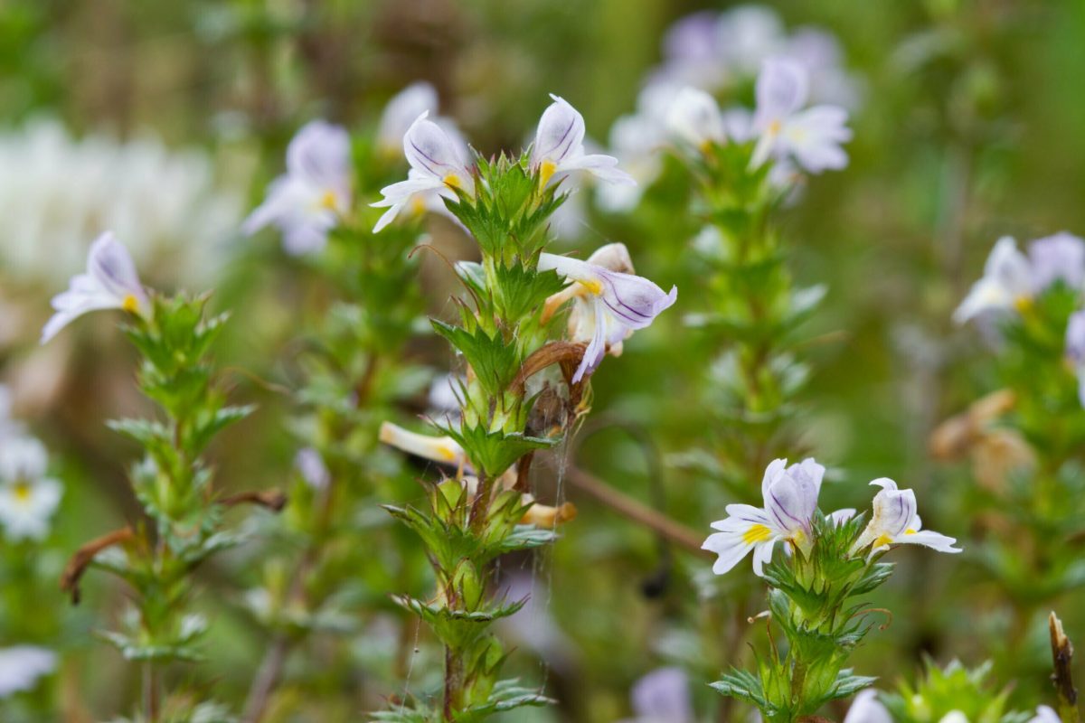 Eufrasia scaled 1