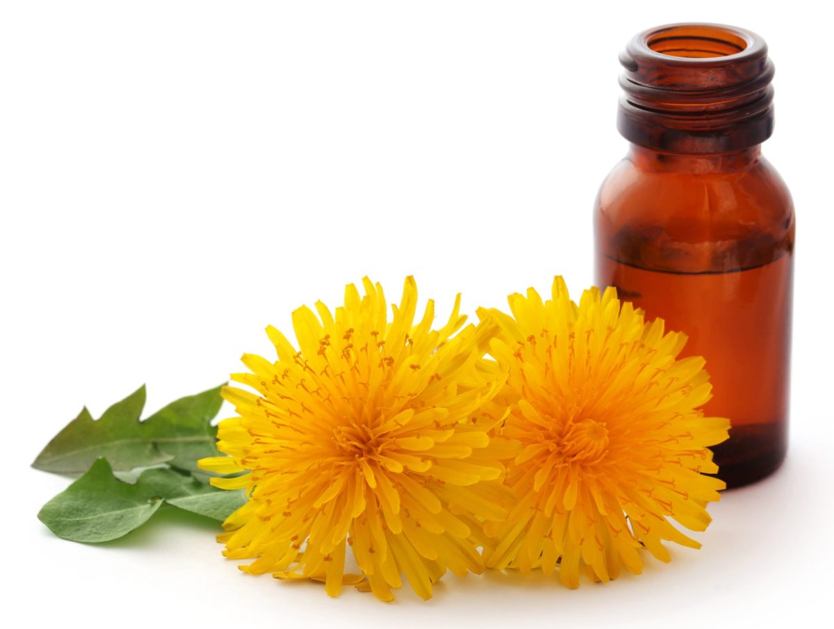 olio tarassaco scaled 1